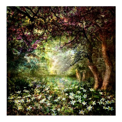 MixedForest No.85 | 95 x 95 cm